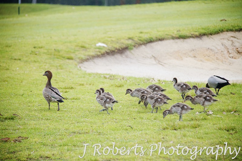 Ducks on golf course - wedding photography sydney